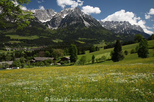 Scheffau Bergpanorama Wilder Kaiser Frhlingsblte