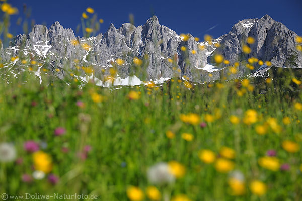 Bergwiesenblüten Felspanorama Wilder-Kaiser Alpen Gipfeln Frühling-Romantik Naturbild