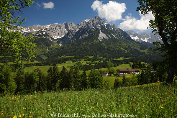 Alpenlandschaft Bergwiesen Kaiserblick Naturfoto Bauernhof Grnalme unter Felsgipfel mit Schnee
