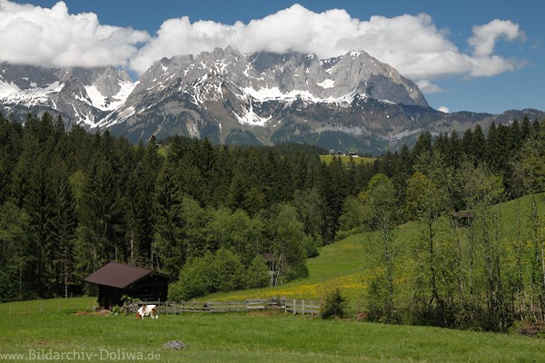 Bergalpe Weidekuh Naturfoto vor Gipfelpanorama Kaisergebirge
