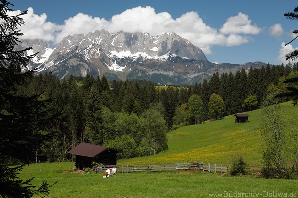 Bergalpe Naturfoto Kuhweide vor Kaisergebirge Gipfelpanorama