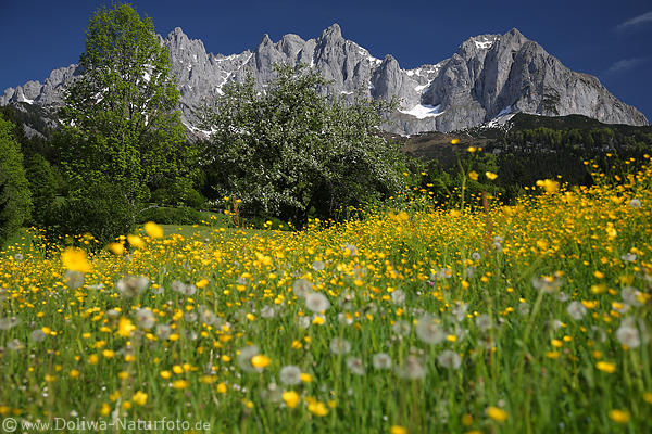 Berge-Fr�hlingsgr�n Gelbwiese vor Gipfel-Skyline Alpen-Gebirgslandschaft Naturbild