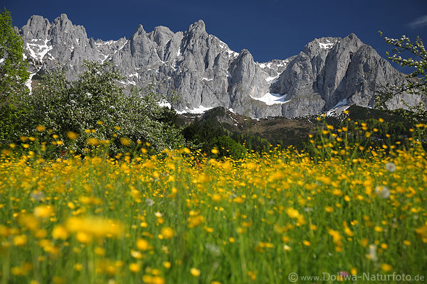 Frhlingsblte vor Wilder Kaiser Alpengipfel Blumenwiese Romantik Bergpanorama Naturbild