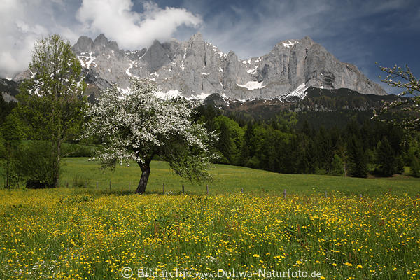 Apfelbaum Frhlingsblte Blumenwiese Foto vor Wilder Kaiser Berge Panorama Alpenlandschaft Naturbild