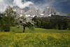 1300231_Apfelbaum Frühlingsblüte Blumenwiese Foto vor Wilder Kaiser Berge Panorama Alpenlandschaft Naturbild