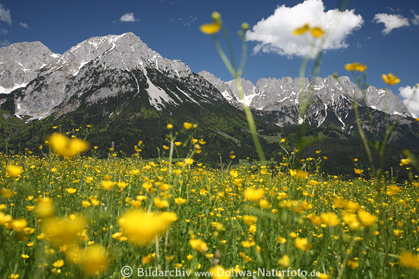 Wilder Kaiser Gebirge Panorama Frhlingsfoto hinter Blumenwiese Gelbeblten am Himmel