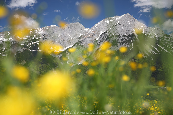 Alpenflora Gelbblmchen vor Gipfelpanorama Frhlingsblte Designfoto Wilder-Kaiser Berglandschaft