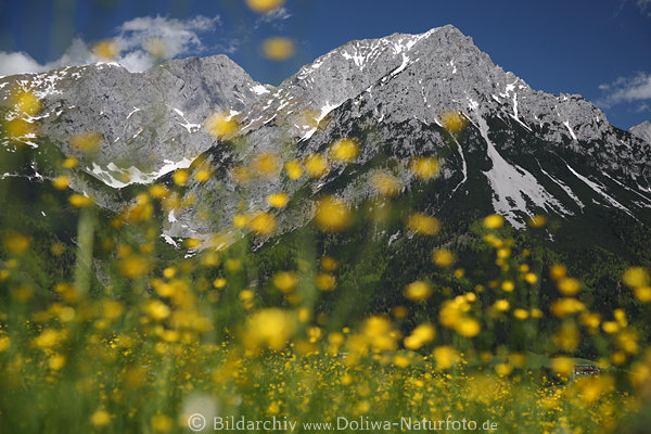 Treffauer Gipfel Landschaftsfoto hinter Alpenblumen Frhlingsblte ber Wilder Kaiser Bauernhof Bild rechts unten