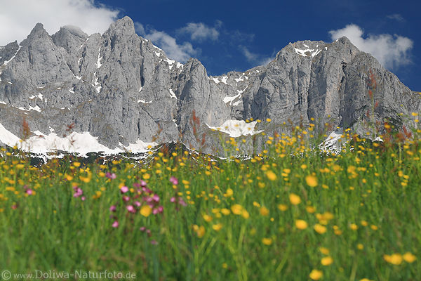 Berge Gipfelfelsen Panorama ber Blumenwiese