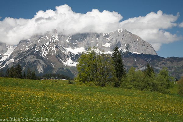 Wattewolken auf Wilder Kaiser Berggipfel Panorama ber blhende Bergwiesen Frhling Landschaft