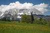 1300150_Wattewolken auf Berggipfel Wilder Kaiser Panoramafoto blühende Bergwiese Frühling Landschaft