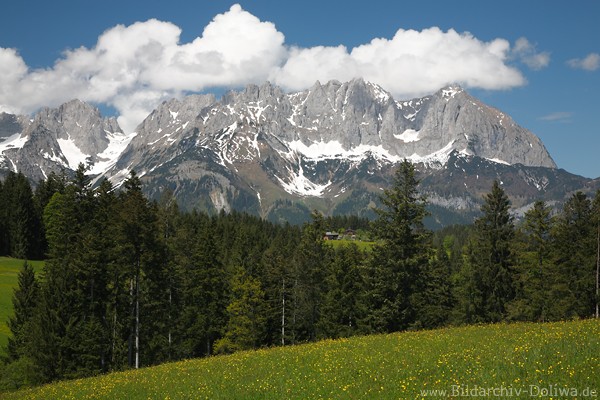 Wilder Kaiser Panorama über Bergwiesen Bäume Landschaftsbild Alm Bauernhof in Naturidyll der Alpen