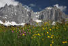 Wilder Kaiser Berge Gipfelfelsen Panorama über Blumenwiese Naturbild Gebirgszug Alpenfoto