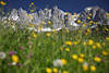 Bergwiesenblte Felspanorama Foto Alpen Wilder-Kaiser Gipfeln Frhling-Romantik Naturbild