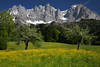 Alpenwiese Frhlingsblte Gipfelpanorama Wilder Kaiser Foto Berglandschaft Naturbilder