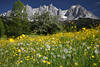 Berge-Frühlingsgrün Gelbwiese vor Gipfel-Skyline Alpen-Gebirgslandschaft Naturbild