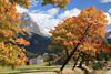 Lermoos Herbstfoto Alpen Bergdorf unter Zugspitzarena Österreich