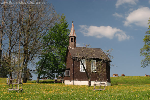 Kirchlein Ammenegg Gelbwiese Frühlingsblüte um Holzkapelle Naturfoto Kuhweide Vorarlberg