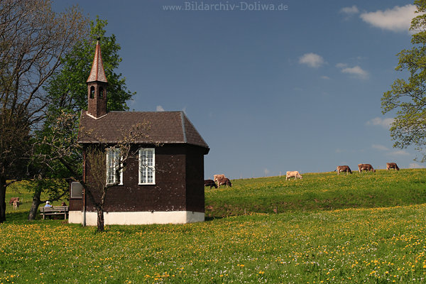 Kuhweide Ammenegg Frühlingsfoto blühende Almwiese um Kapelle grasende Kühe Naturbild
