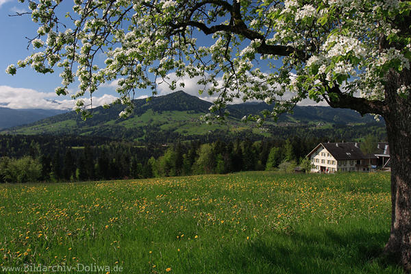 Baumblüte Frühlingsfoto Bregenzerwald Blumenwiese Naturbild Vorarlberg Bergblick
