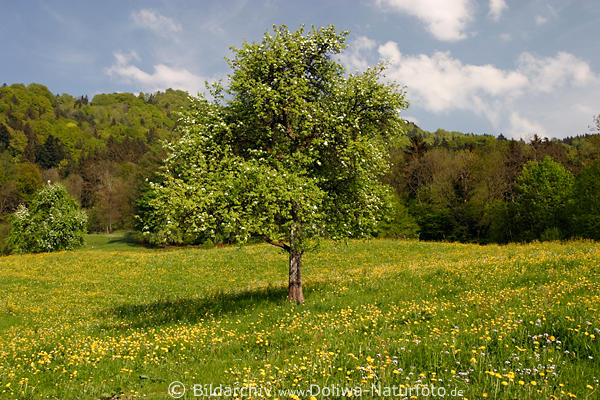 Bergwiese Wildblumen-Baumblte in Bregenzerwald