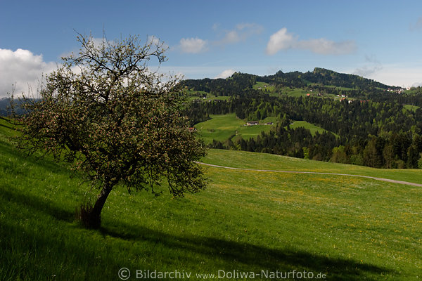 Bregenzerwald Bergland nah Bergdorf Brenden Doren Bergwiese Baum in Vorarlberg