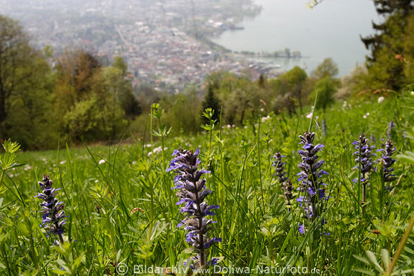 Bergwiese Frhlingsgrn Naturfoto Bregenzerwald Wildblumen vor Bregenz Bodenseeblick