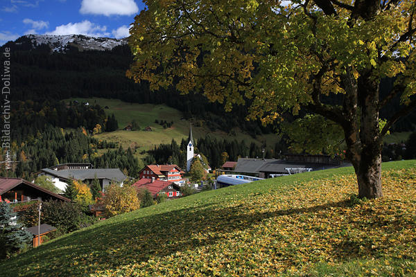 Hirschegg Herbstbild Kleinwalsertal Alpendorf Naturfoto Laub um Baum Kirchl in Sicht