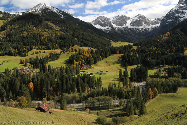 Wildental Naturfoto Kleinwalsertal Alme Grünwiesen Alpengipfel Nadelwald Stimmungsbild