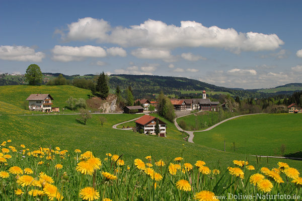 Bergblumen Frühlingsblüte Foto Grünwiesen Alpendorf Krumbach in Vorarlberg Bergland