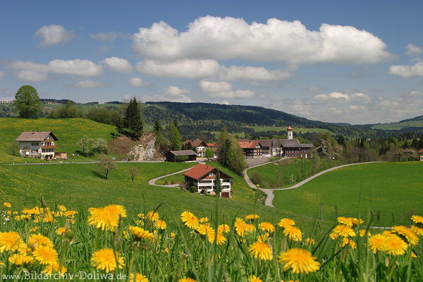 Bergwiese Gelbblumen Frühlingsblüte Landschaftsbild Dorf Krumbach Alpenbergland Foto