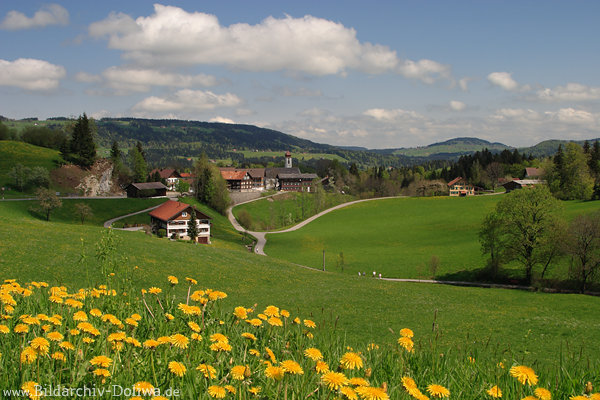 Frühjahrsbild Bergland Krumbach Grünwiesen Blumenblüte Foto in Vorarlberg Alpenvorland