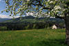 Baumblüte Frühlingsfoto über Blumenwiese Berg Bregenzerwald Natur