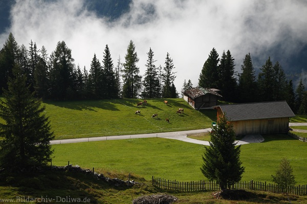 Viehweide Grnoase Hochalmwiese Bauernhof Stallhtten vor Nebel in Zillertal Naturfoto