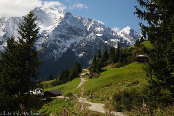 Schneegipfel Grinberg ber Zillertal Grnwiese Almpfade Naturfoto Alpen Wanderurlaub