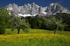 Alpenwiese Frühlingsblüte Gipfelpanorama Wilder Kaiser Foto Berglandschaft Naturbilder