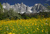 Alpenblüte Bergpanorama Wilder Kaiser Gipfeln Foto blühende Bergwiese Romantik Naturbild