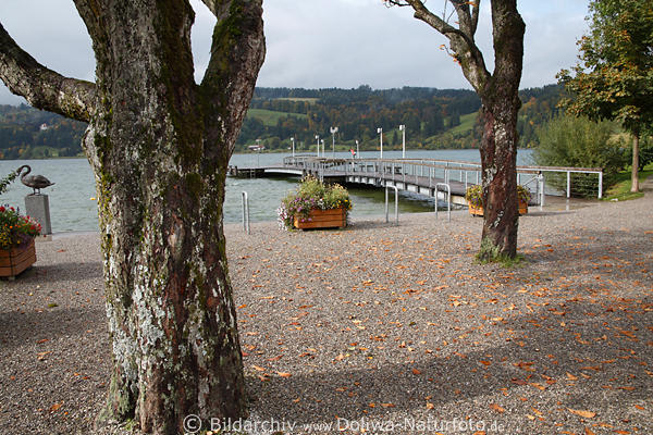 Grosser Alpsee Seebrcke am Wasserufer in Herbst