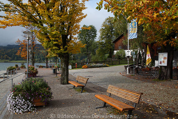 Alpsee Seestrasse herbstliche Bume regnerische Lichtstimmung