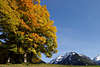 812822_ Oberallgu herbstliche Bume Alpenblick Naturfoto oberhalb Oberstdor