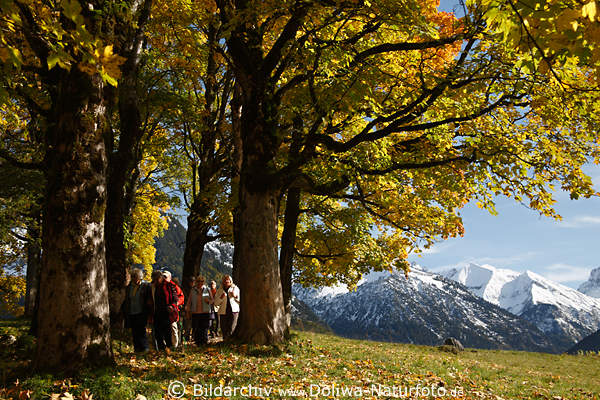 Oberstdorf Goldenherbst Baumallee mit Wanderer Alpenblick auf Schneegipfeln Naturbild