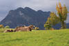 Pfrontener Kühe auf Wiese im Oberallgäu Foto, Bergwiese vor Allgäuer Alpen Landschaftsbild