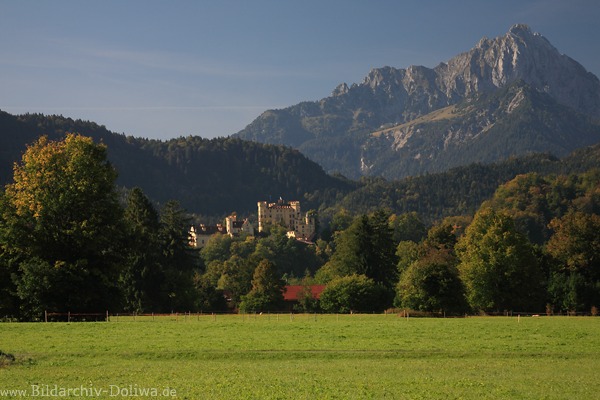 Alpenschloss Hohenschwangau vor Gipfel Ammergebirge Grnwiese Berg Wald Naturfoto 811388 Allgubild