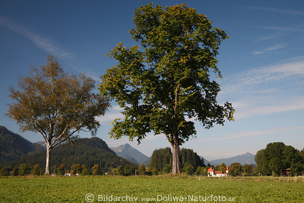 Alpenvorland Landwiese vor Schlo Bullachberg
