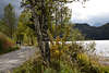 812286_ Spazierallee am Weissensee, Birken am Schilfufer, Paar auf Wanderweg entlang Wasser in Allgäu Foto