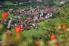 Bad-Hindelang Gr�nwiesen Rotblumen Naturidylle Allg�u-Ostrachtal