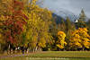 812653_ Allg�u gelb-weisse Farben Naturfoto herbstliche Lichtstimmung Landschaft bei Bergdorf Fischen
