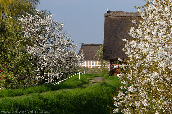 Frhling Kirschblte am Deichweg in Altes Land blhende Obstbume am Reetdcher
