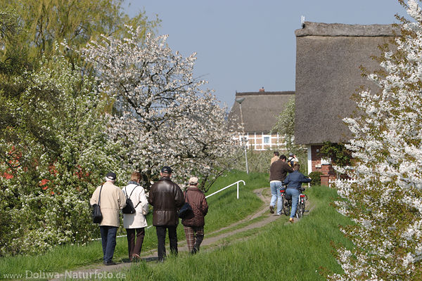 Altesland Deichpfad Kirschblte um Reethuser Besucher Natur-Spaziergang