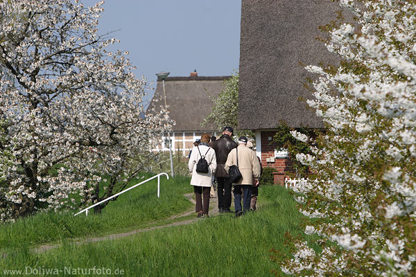 Altesland Deichpfad Frhlingsblte Wanderer an Reetdcher blhende Bume